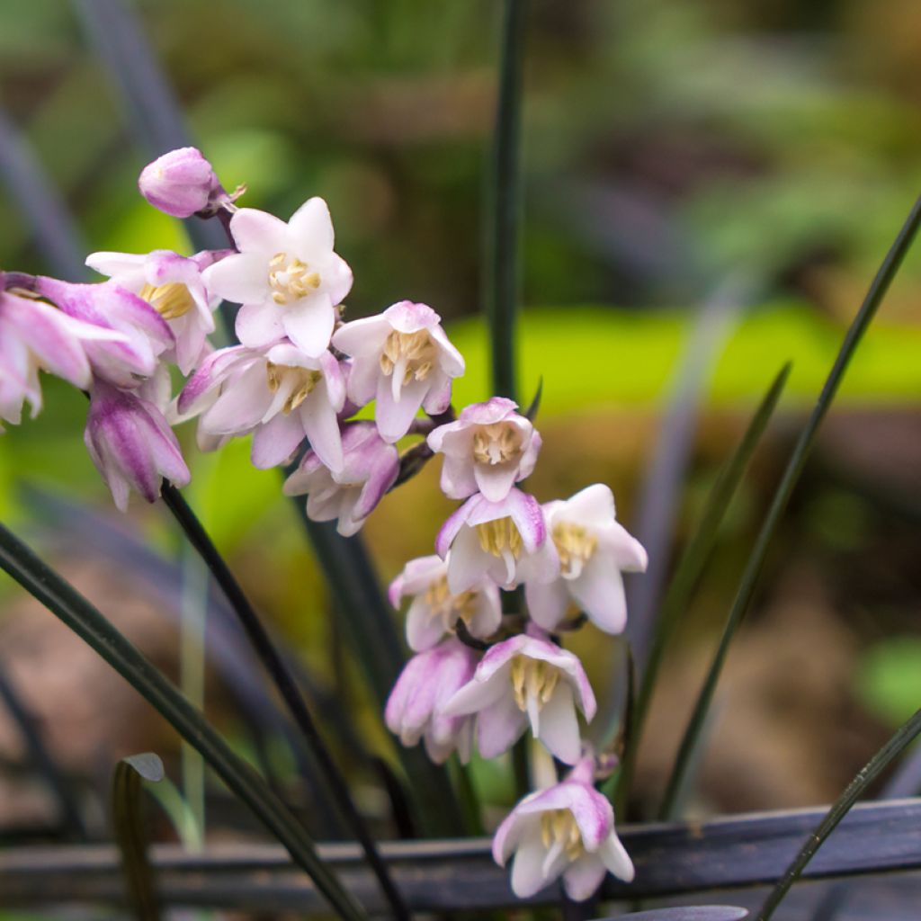 Ophiopogon planiscapus Nigrescens