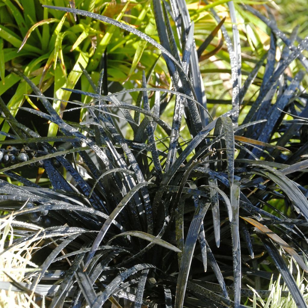 Ophiopogon planiscapus Nigrescens