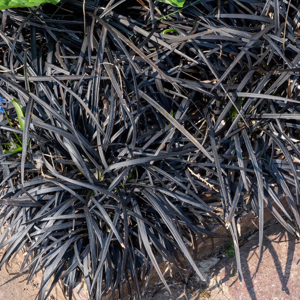 Ophiopogon planiscapus Nigrescens