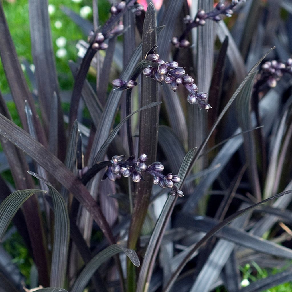 Ophiopogon planiscapus Nigrescens