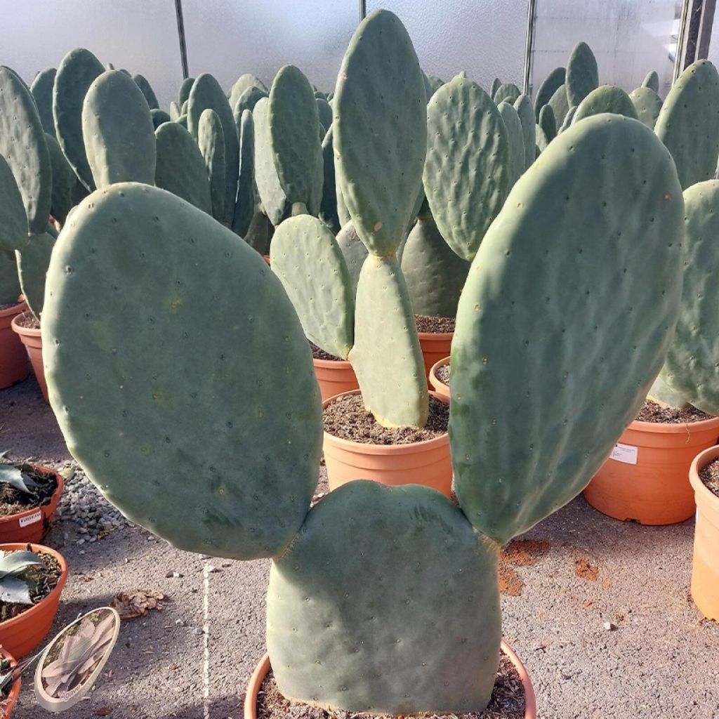 Opuntia Titania