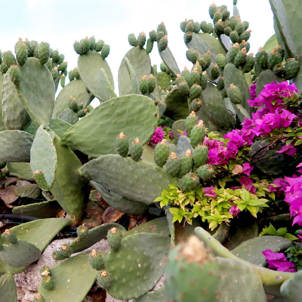 Opuntia Titania