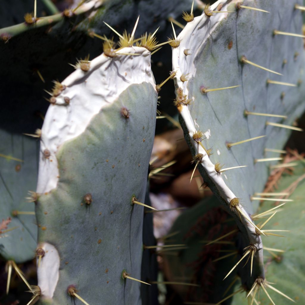 Opuntia engelmannii var. alta