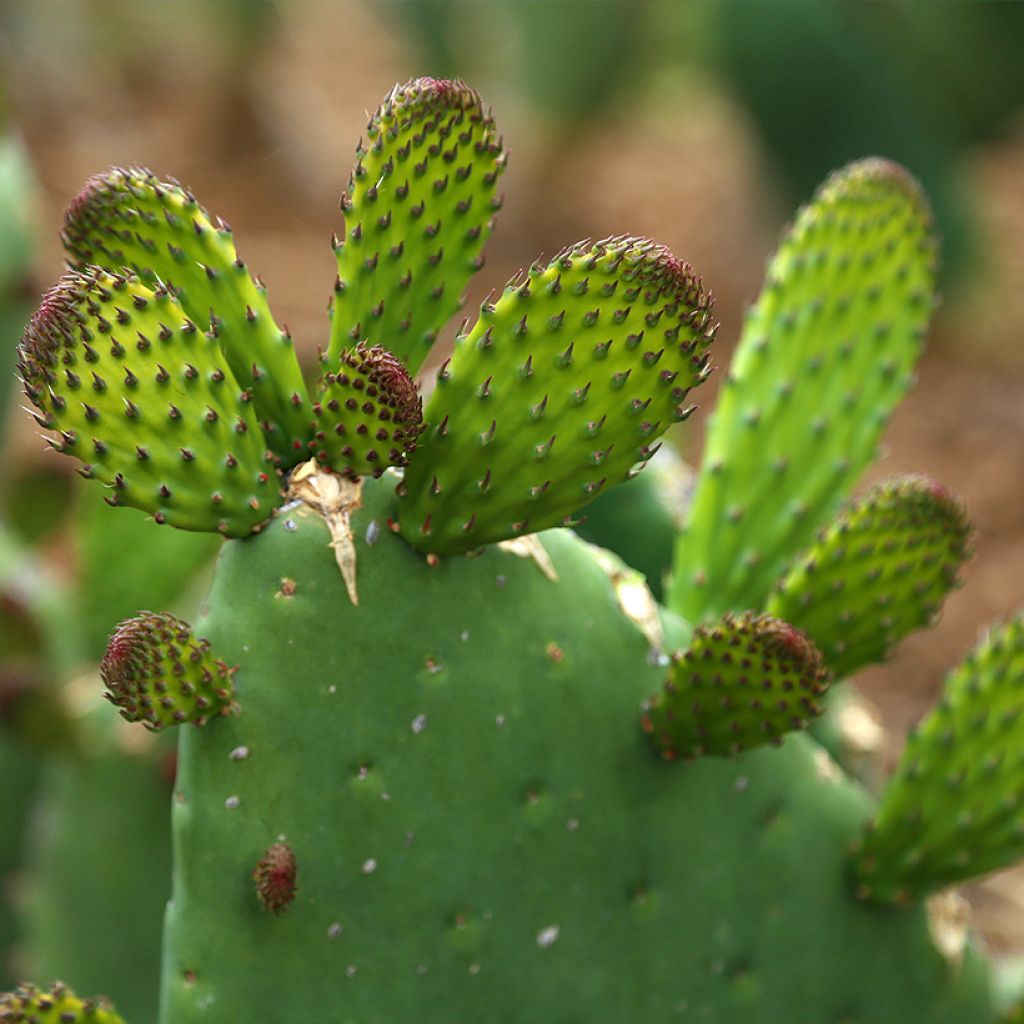 Opuntia engelmannii var. alta