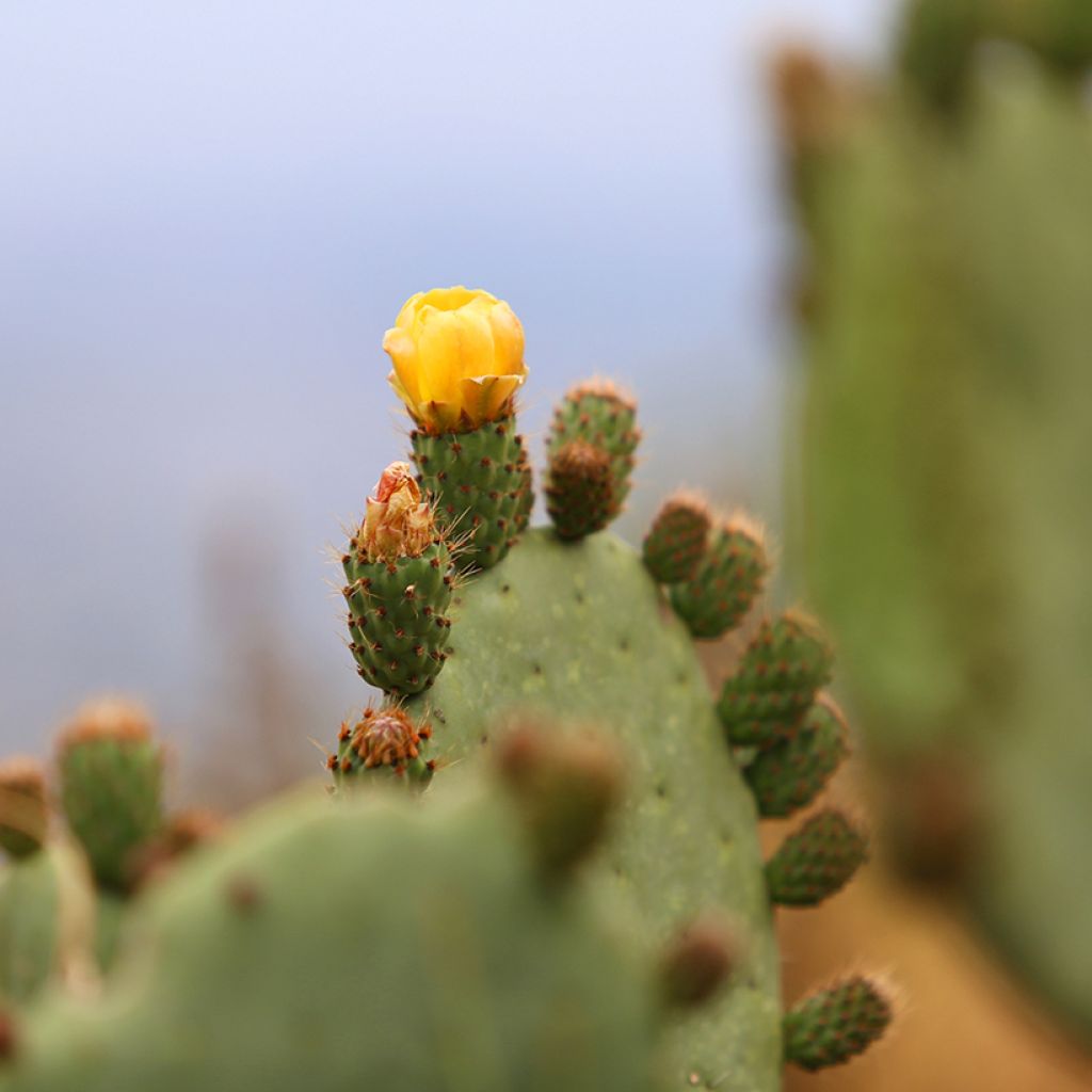 Opuntia engelmannii var. alta