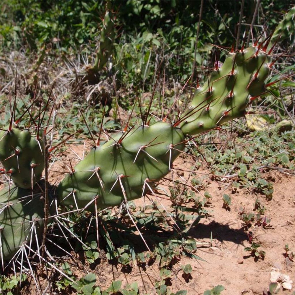 Opuntia anacantha