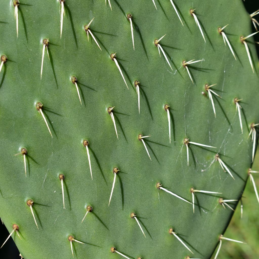 Opuntia anacantha