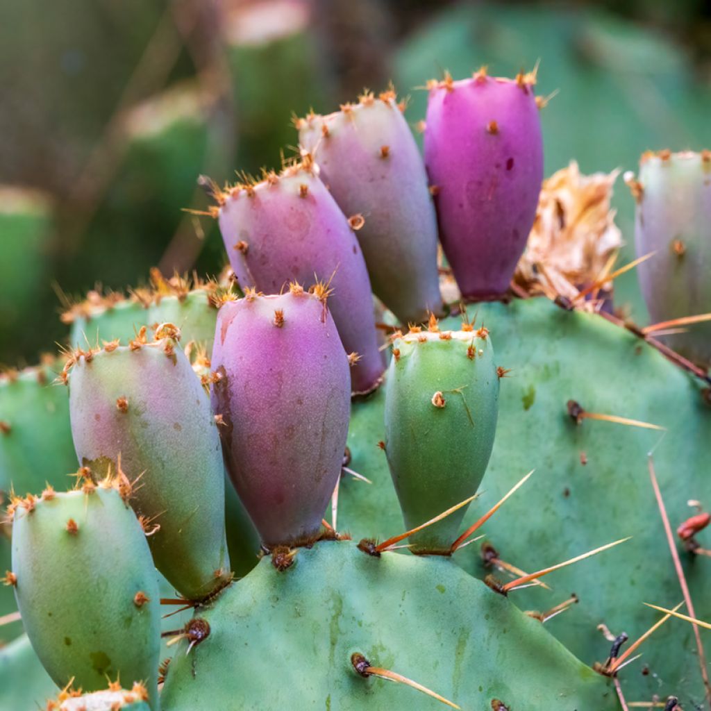 Opuntia cacanapa Ellisiana