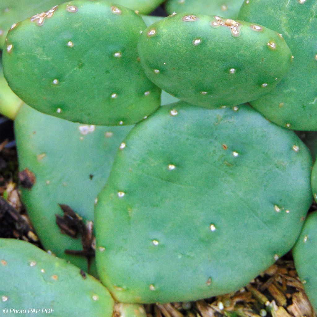 Opuntia compressa Millevaches