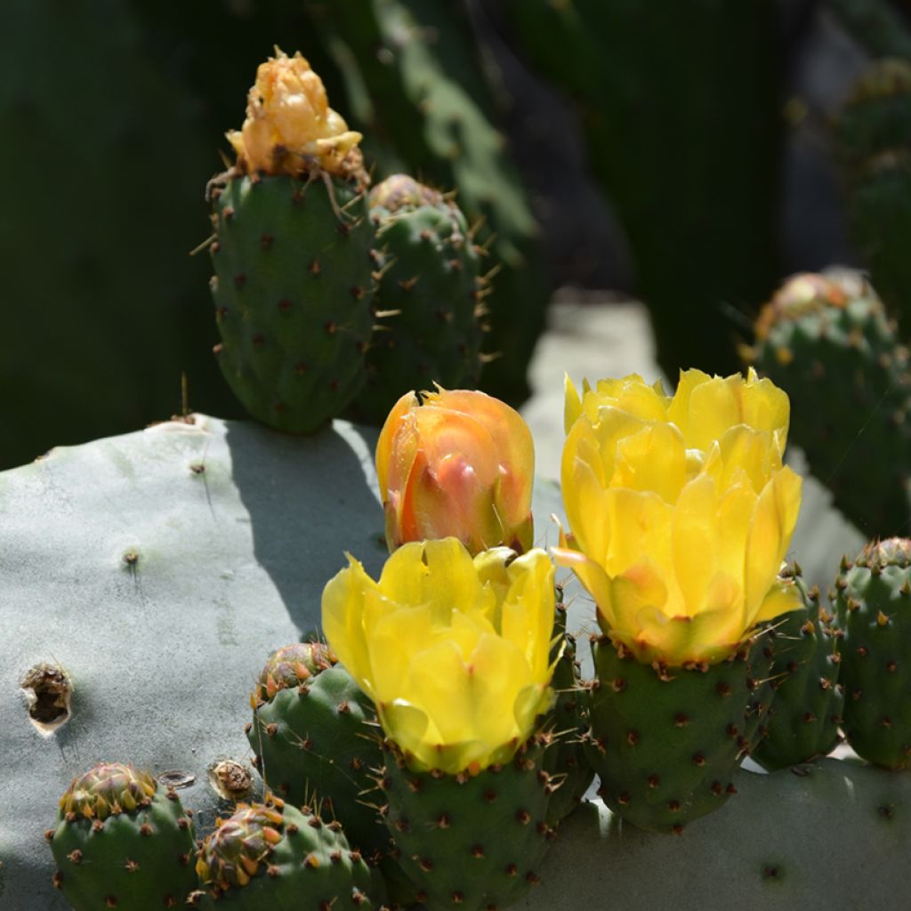 Opuntia compressa Millevaches