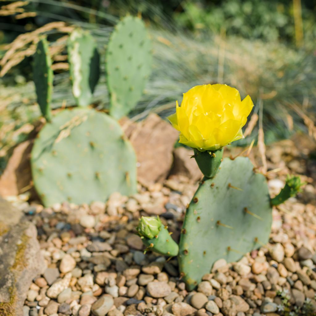 Opuntia engelmannii