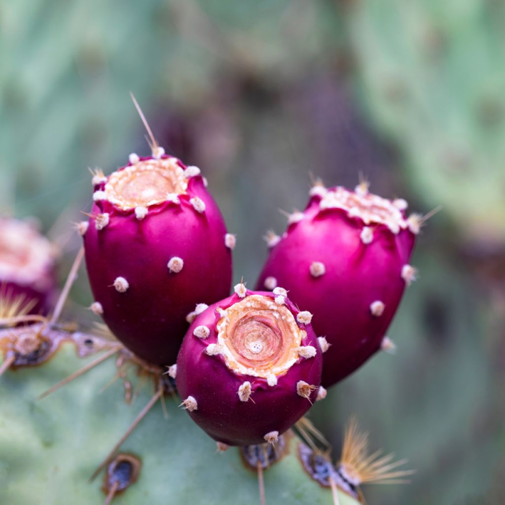 Opuntia engelmannii