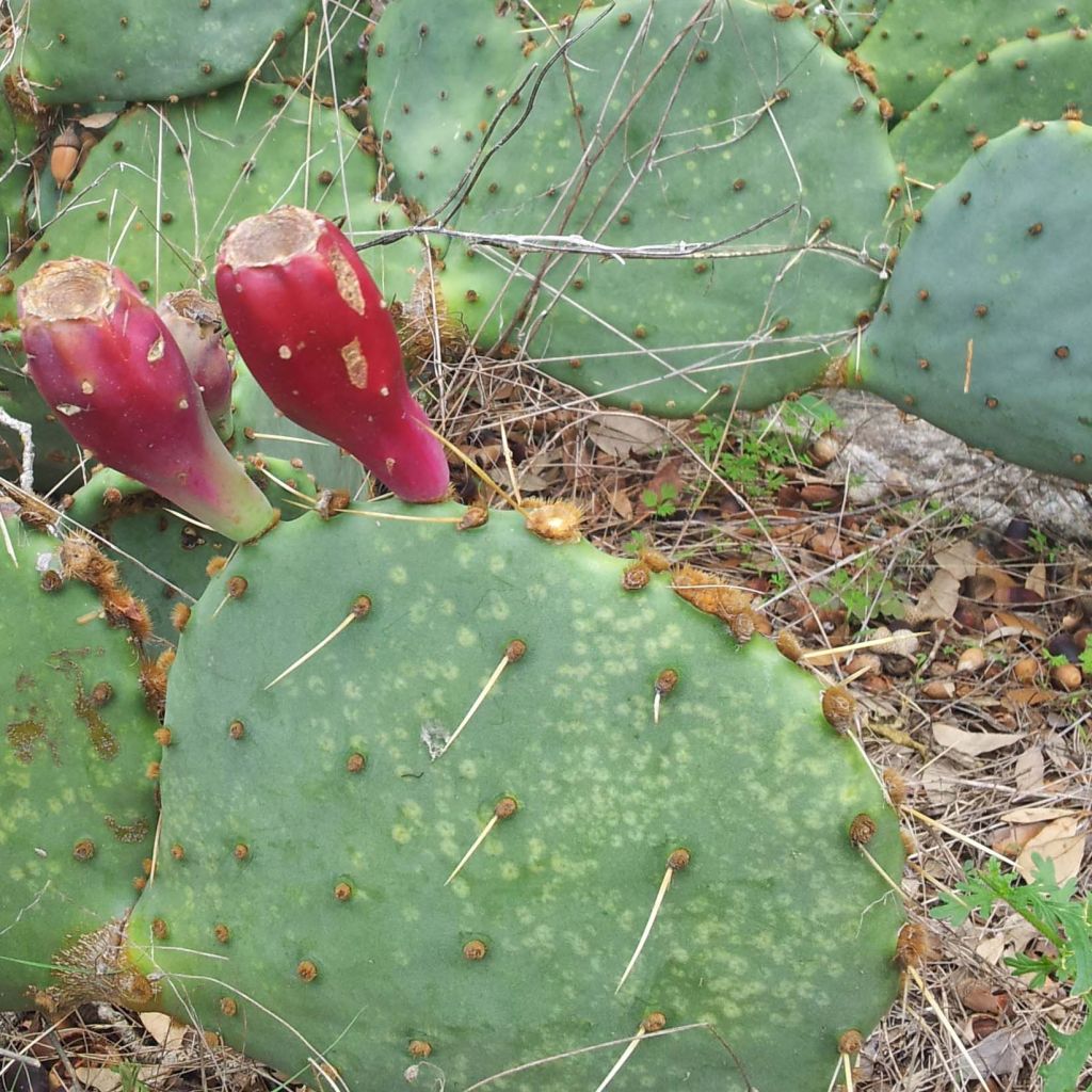 Opuntia engelmannii var.indheimeri