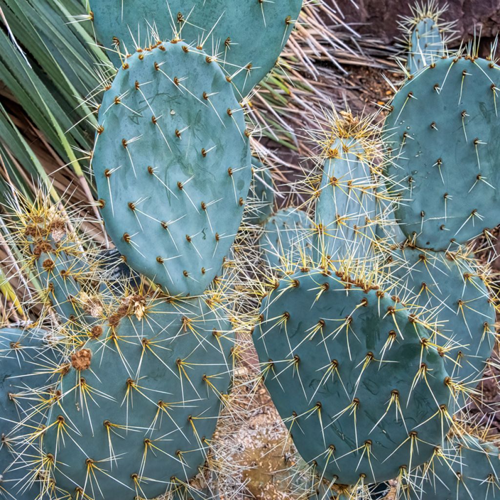 Opuntia engelmannii var.indheimeri