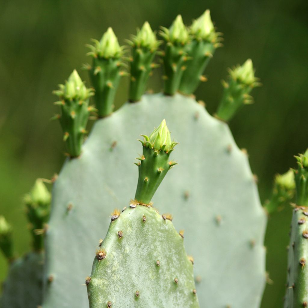 Opuntia engelmannii var.indheimeri