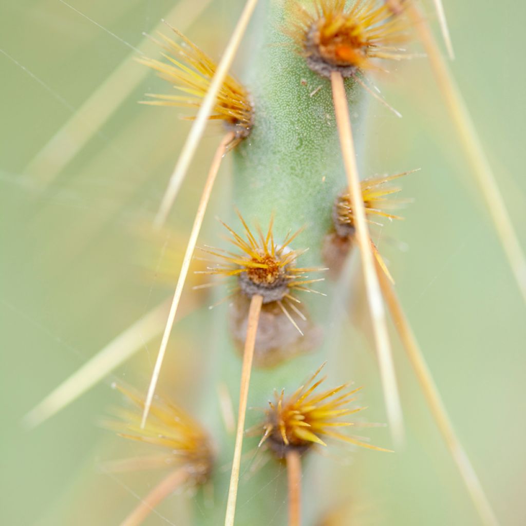 Opuntia engelmannii var.linguiformis