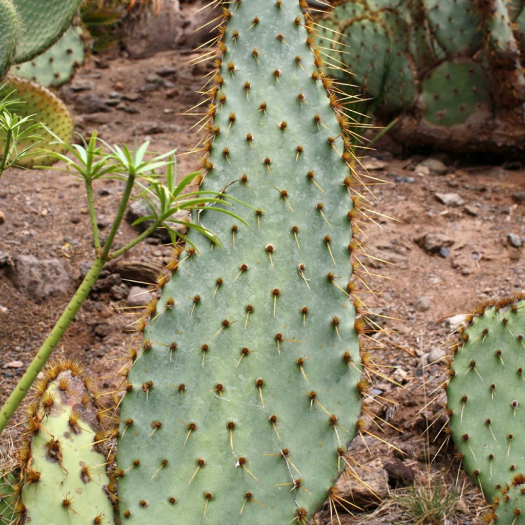 Opuntia engelmannii var.linguiformis