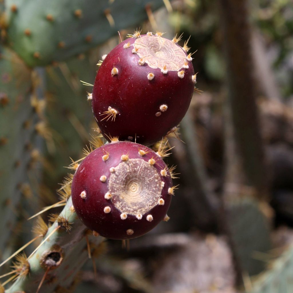 Opuntia engelmannii var.linguiformis