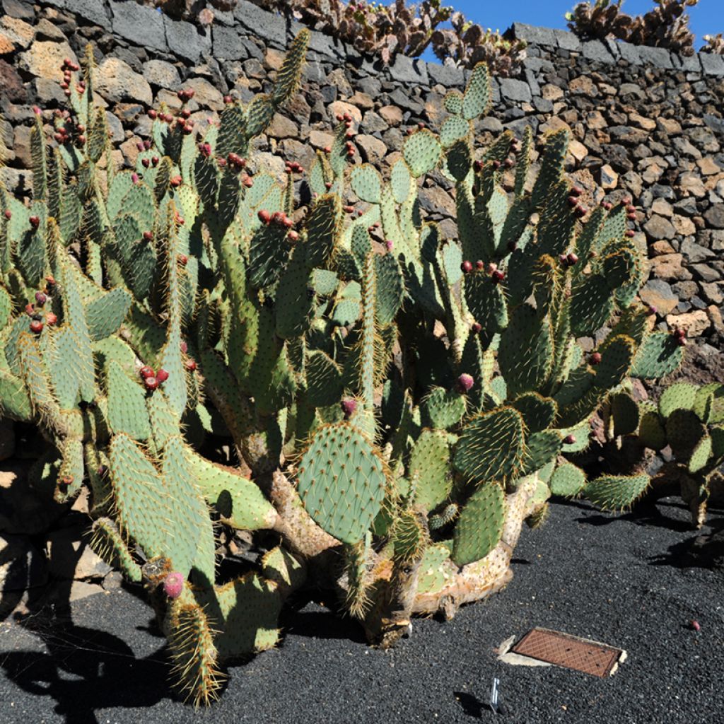 Opuntia engelmannii var.linguiformis