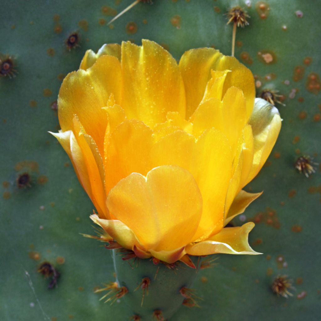 Opuntia engelmannii var.linguiformis