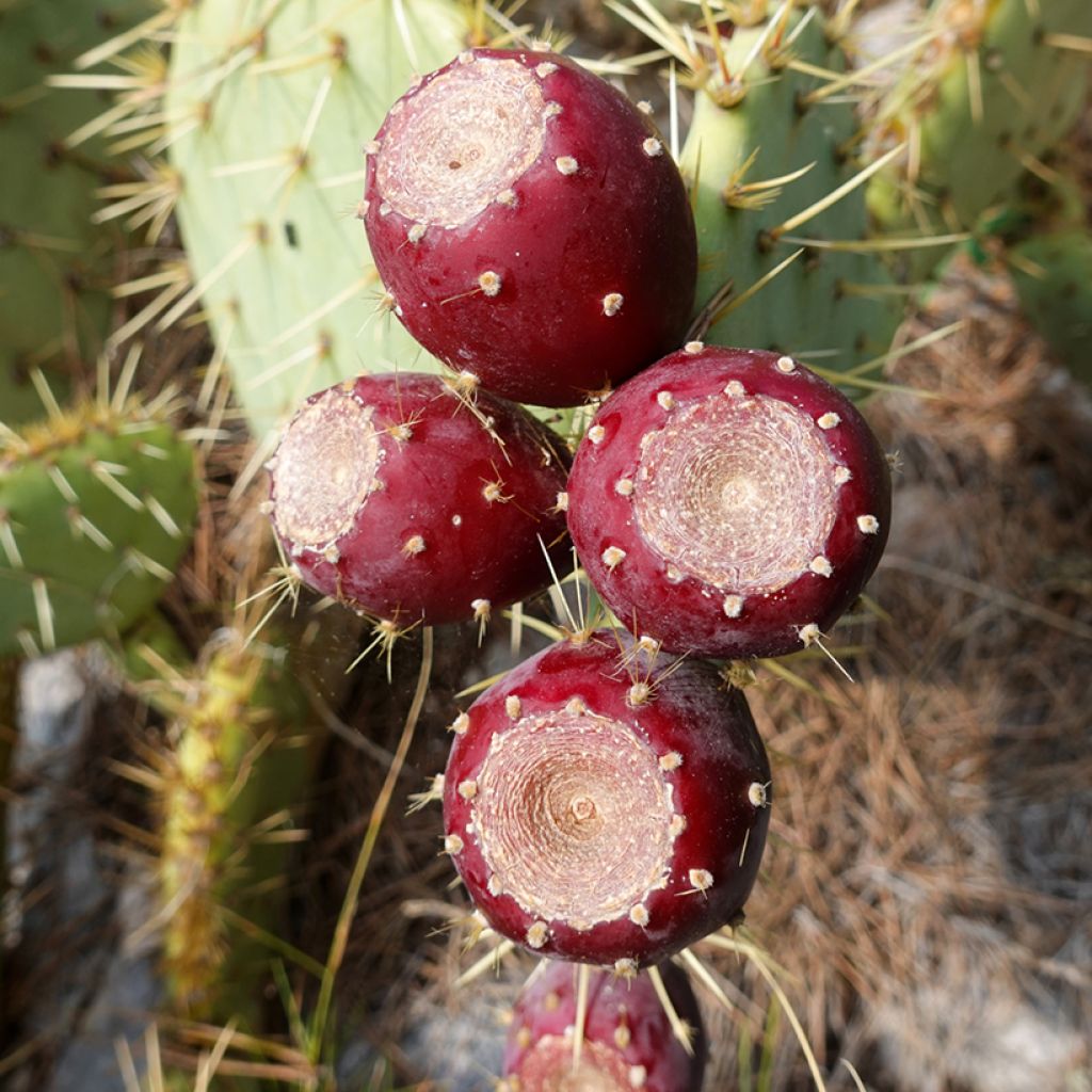 Opuntia engelmannii var. rastrera