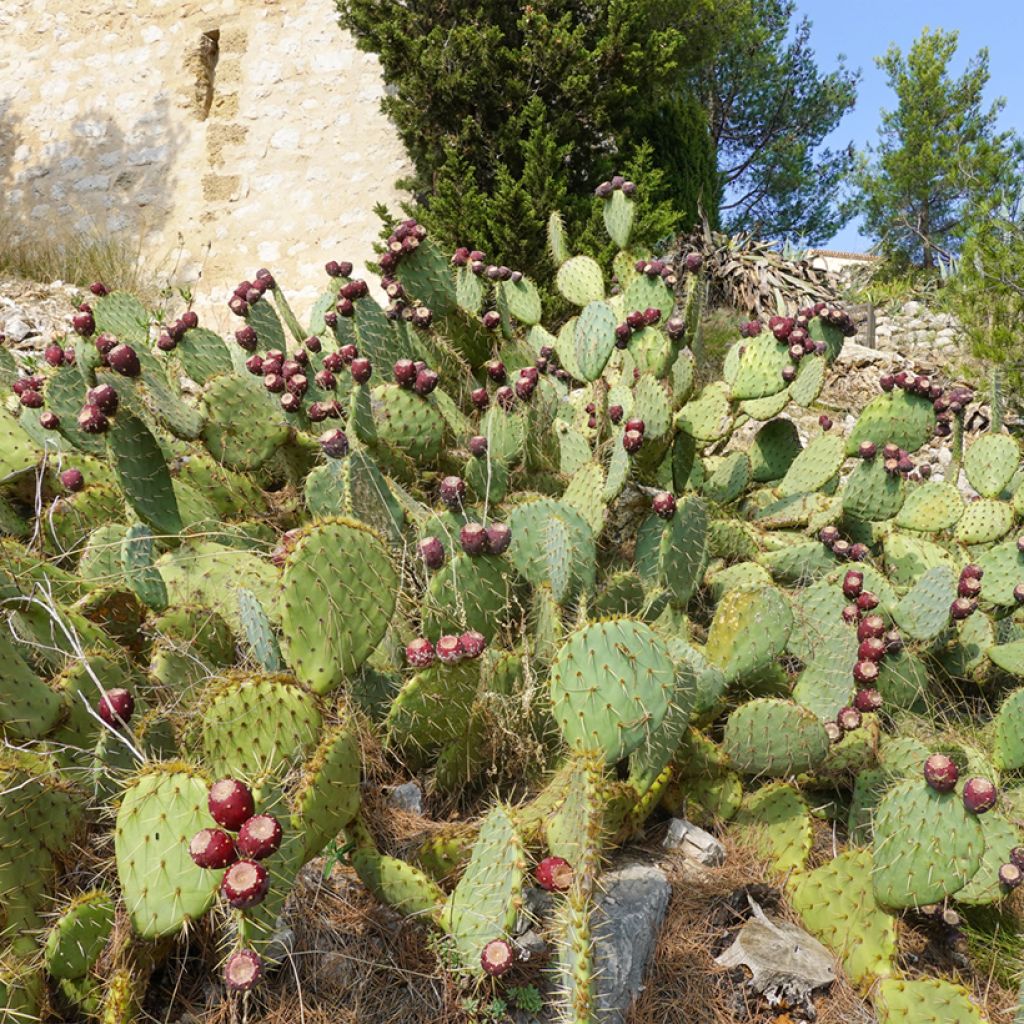 Opuntia engelmannii var. rastrera