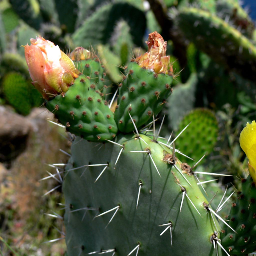 Opuntia howeyi