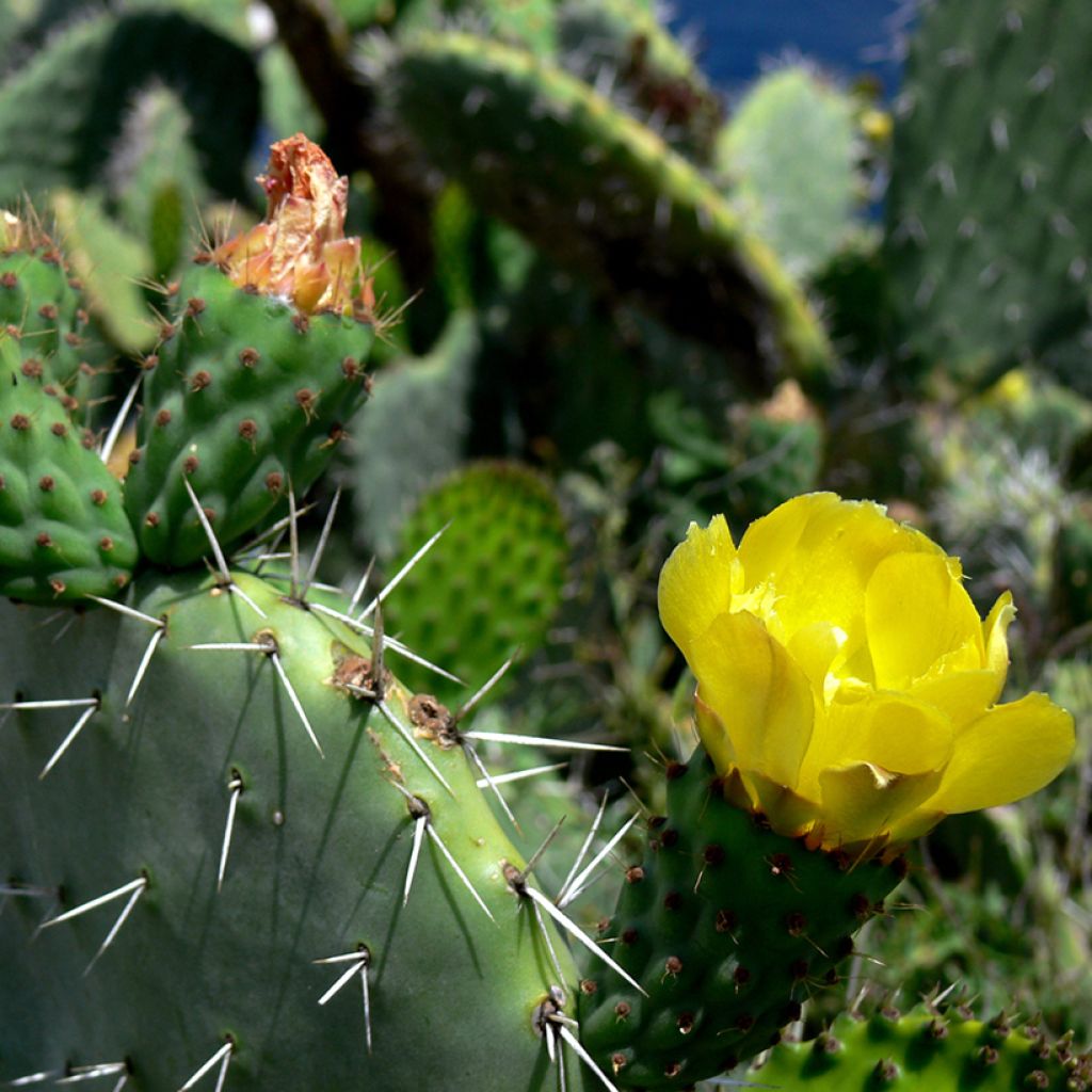 Opuntia howeyi