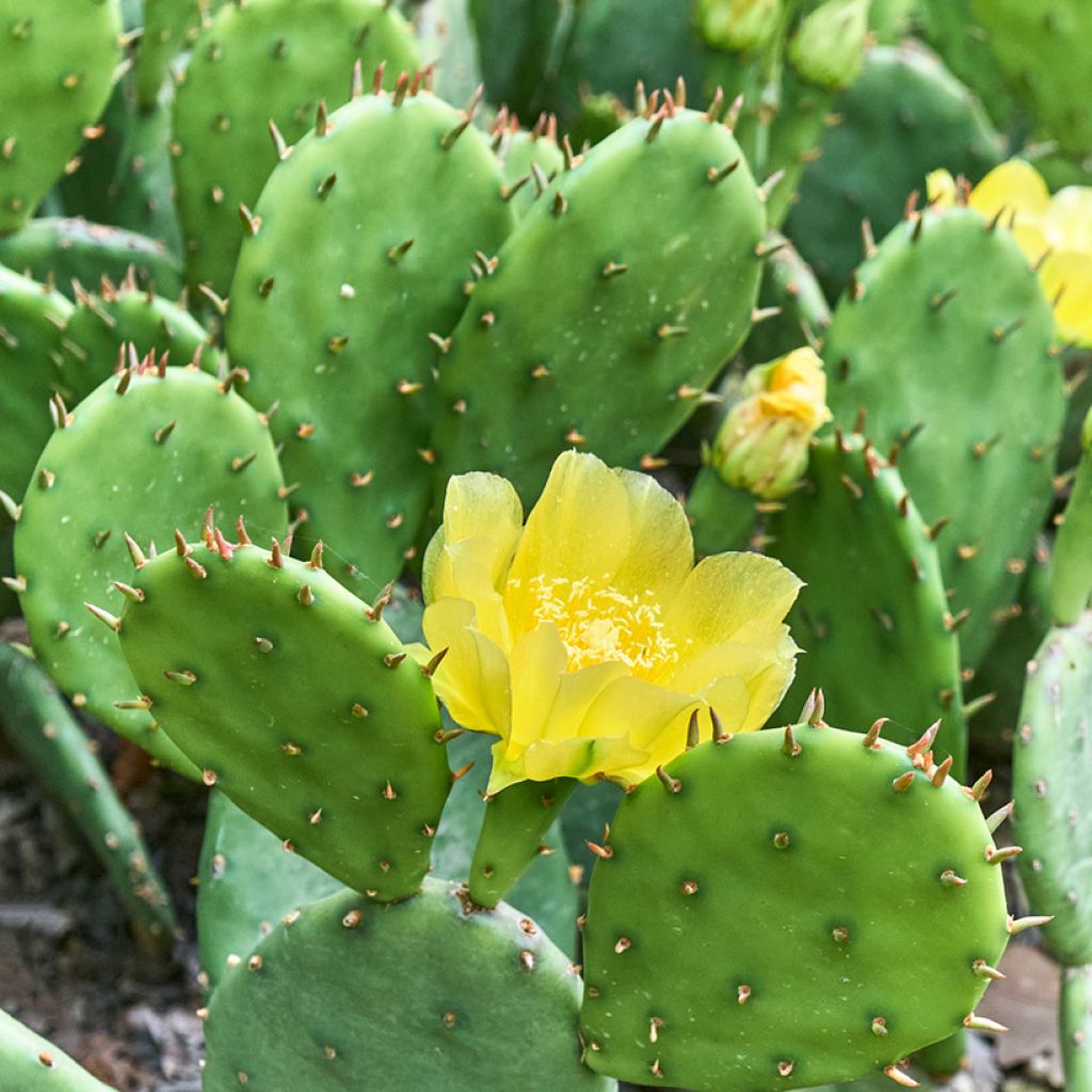 Opuntia lubrica