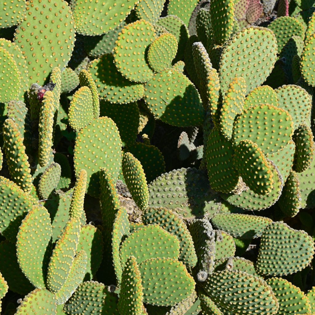 Opuntia microdasys