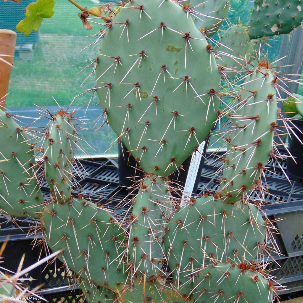 Opuntia phaeacantha Mojavensis