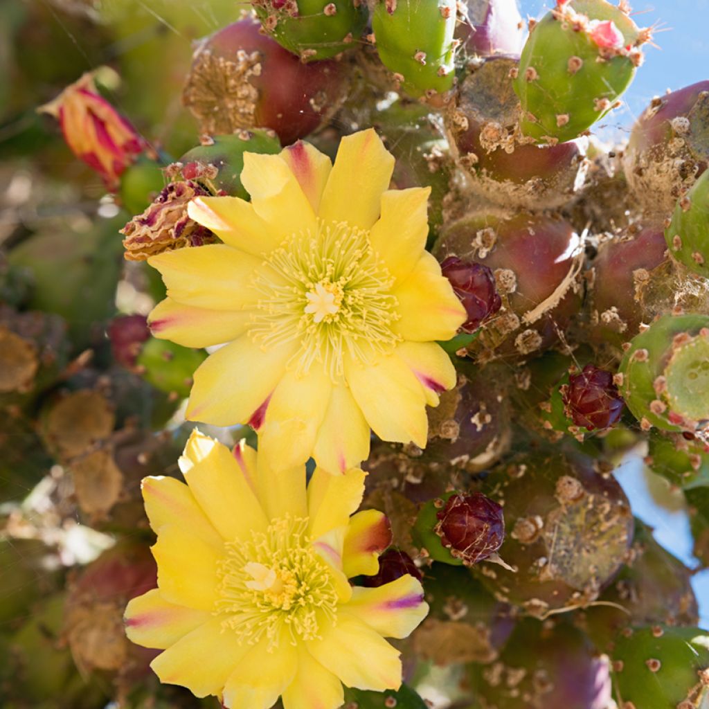 Opuntia phaeacantha Mojavensis