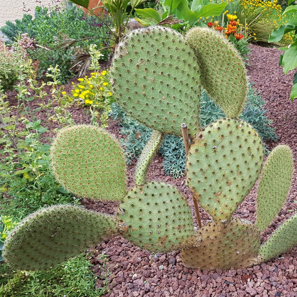 Opuntia scheeri