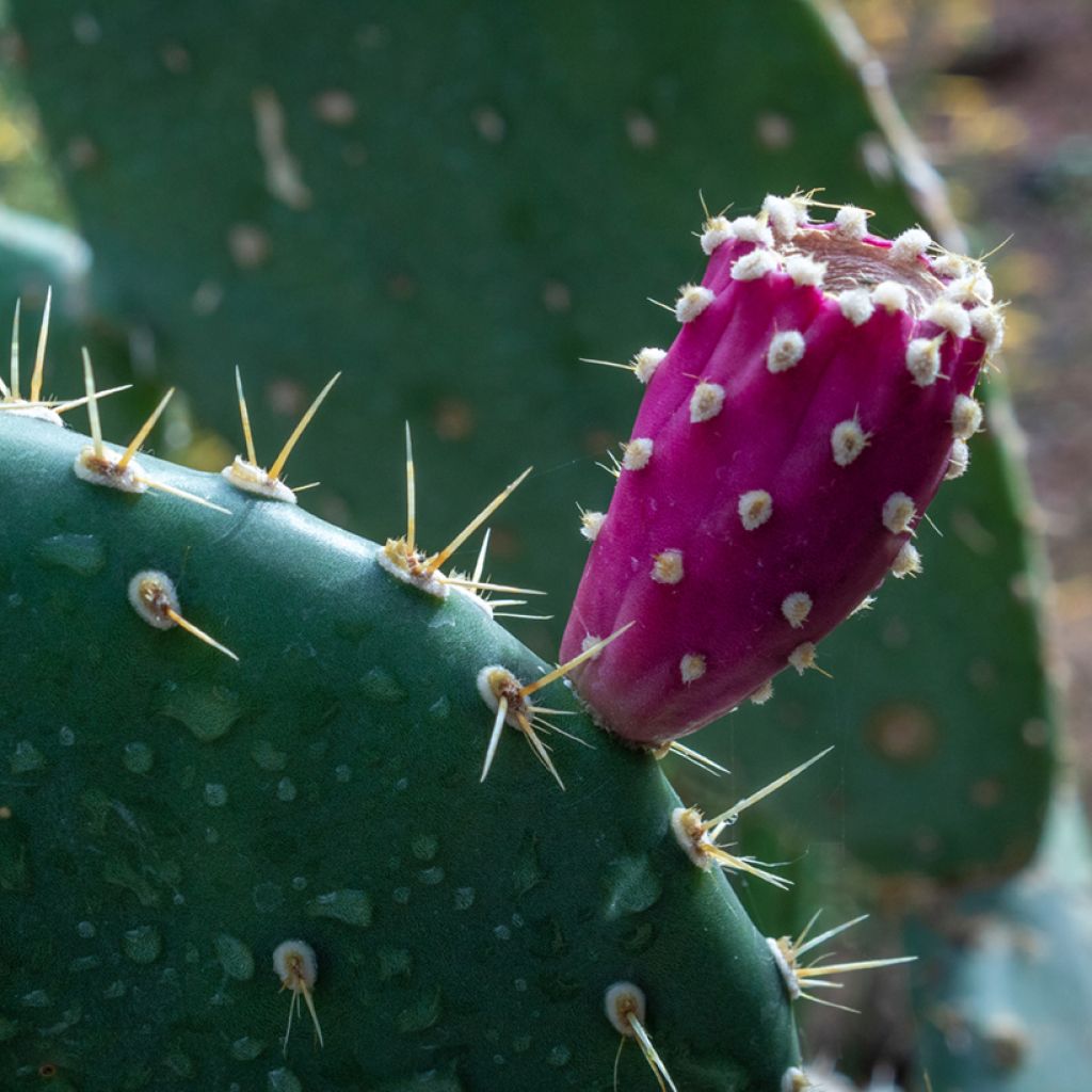 Opuntia tapana