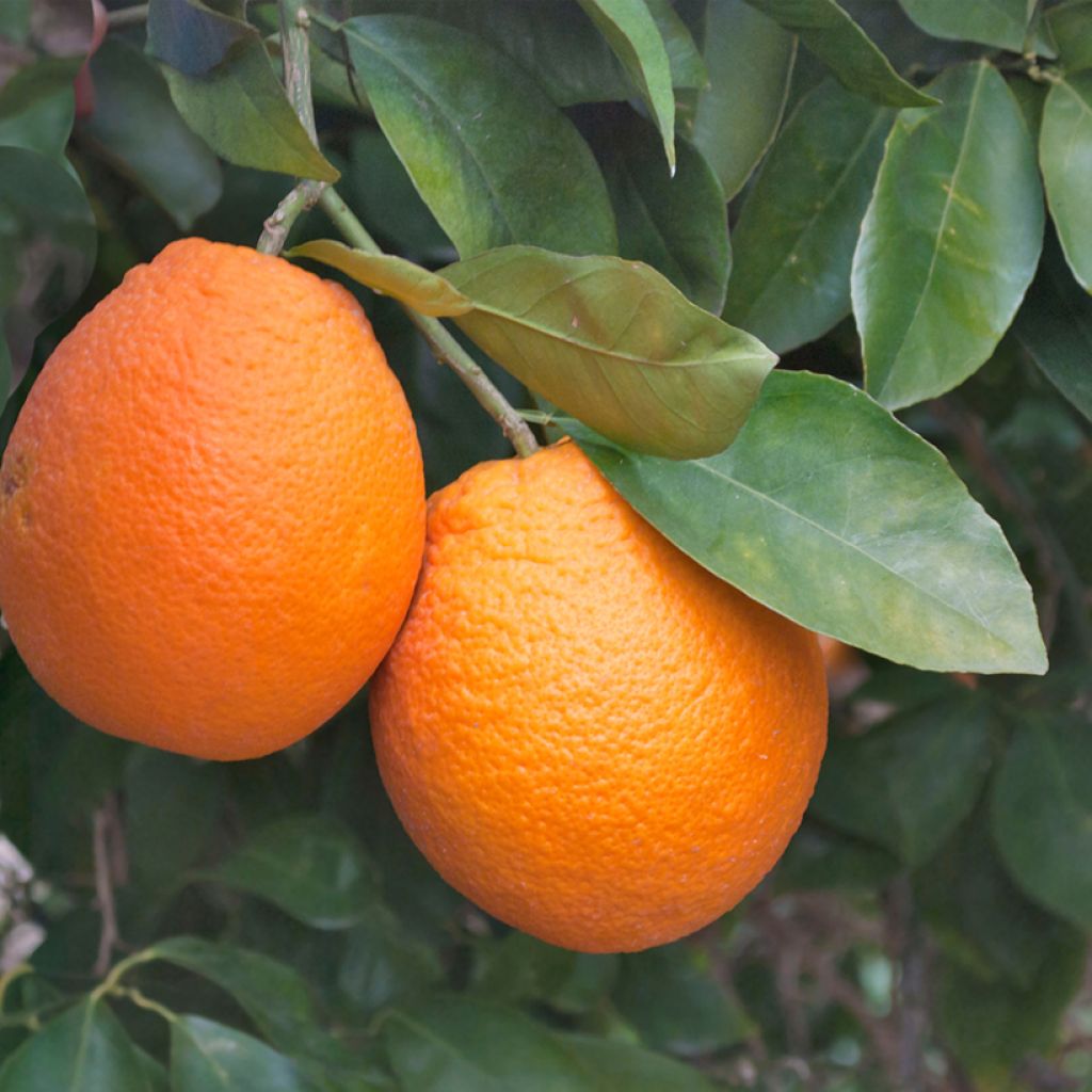 Naranjo Oranger - Citrus sinensis