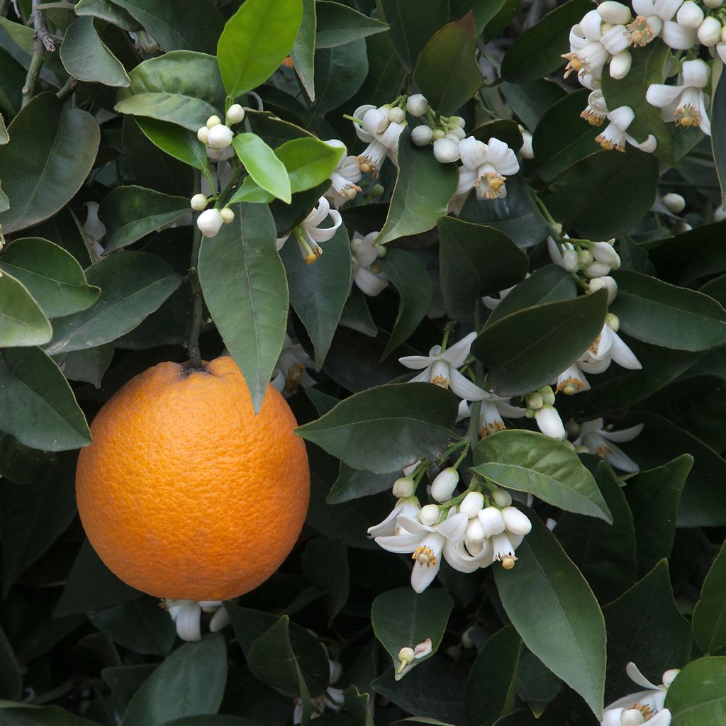 Naranjo Oranger - Citrus sinensis