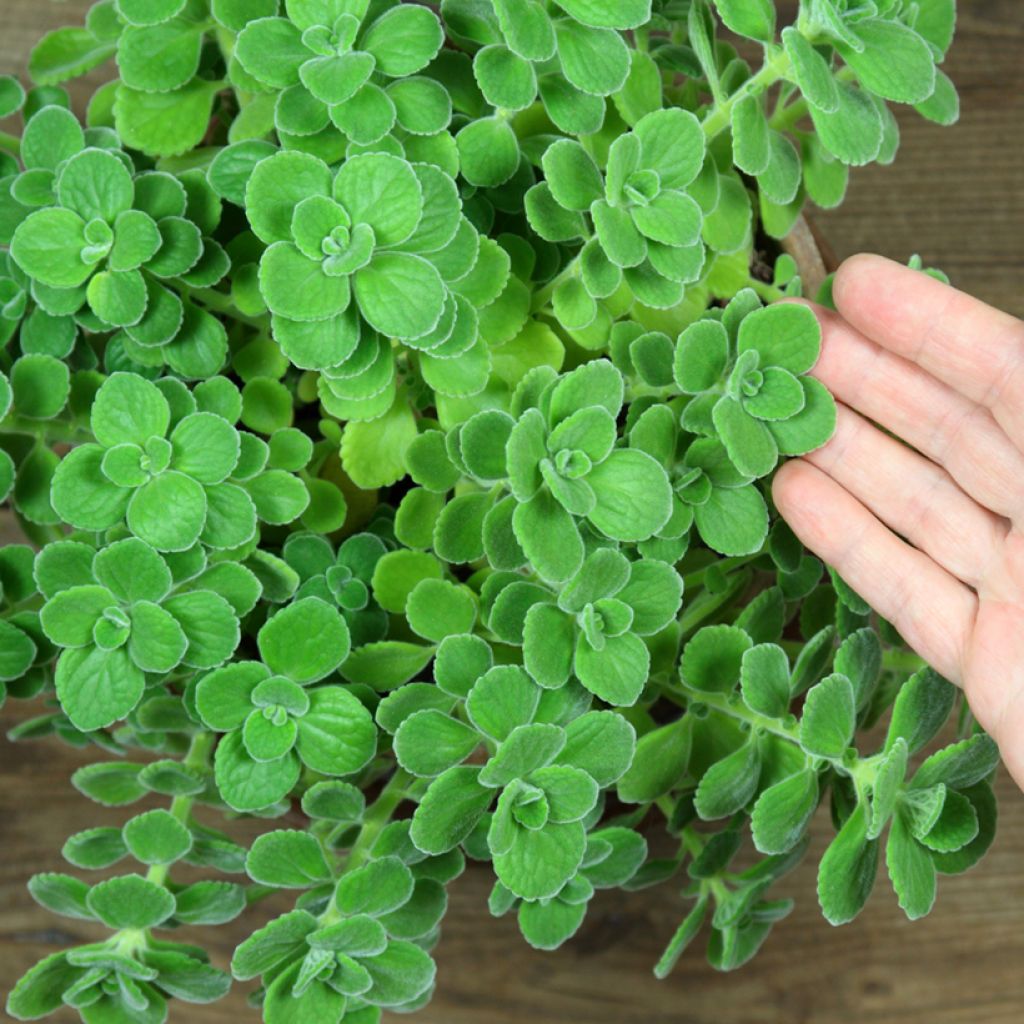 Orégano cubano - Plectranthus amboinicus