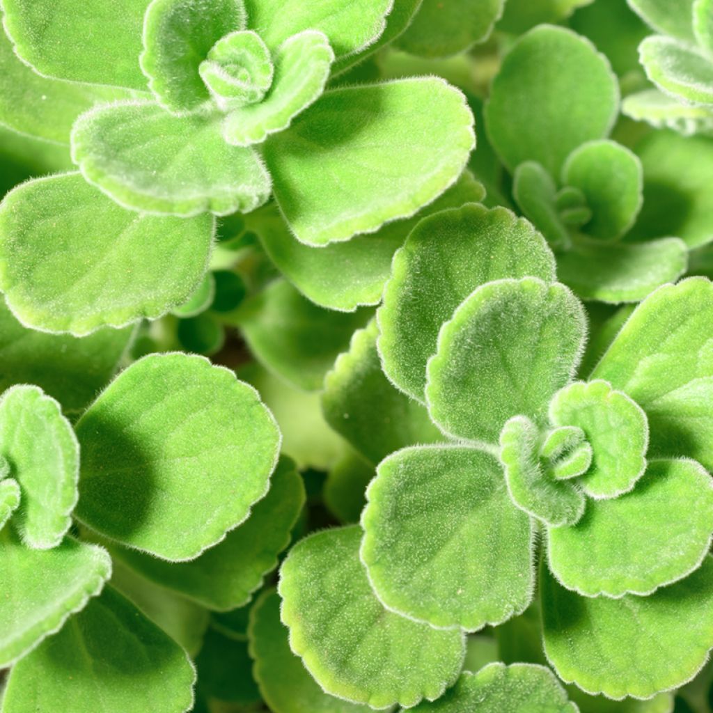 Orégano cubano - Plectranthus amboinicus