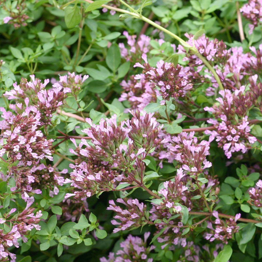 Origanum laevigatum Herrenhausen -  Origan pourpre - Marjolaine