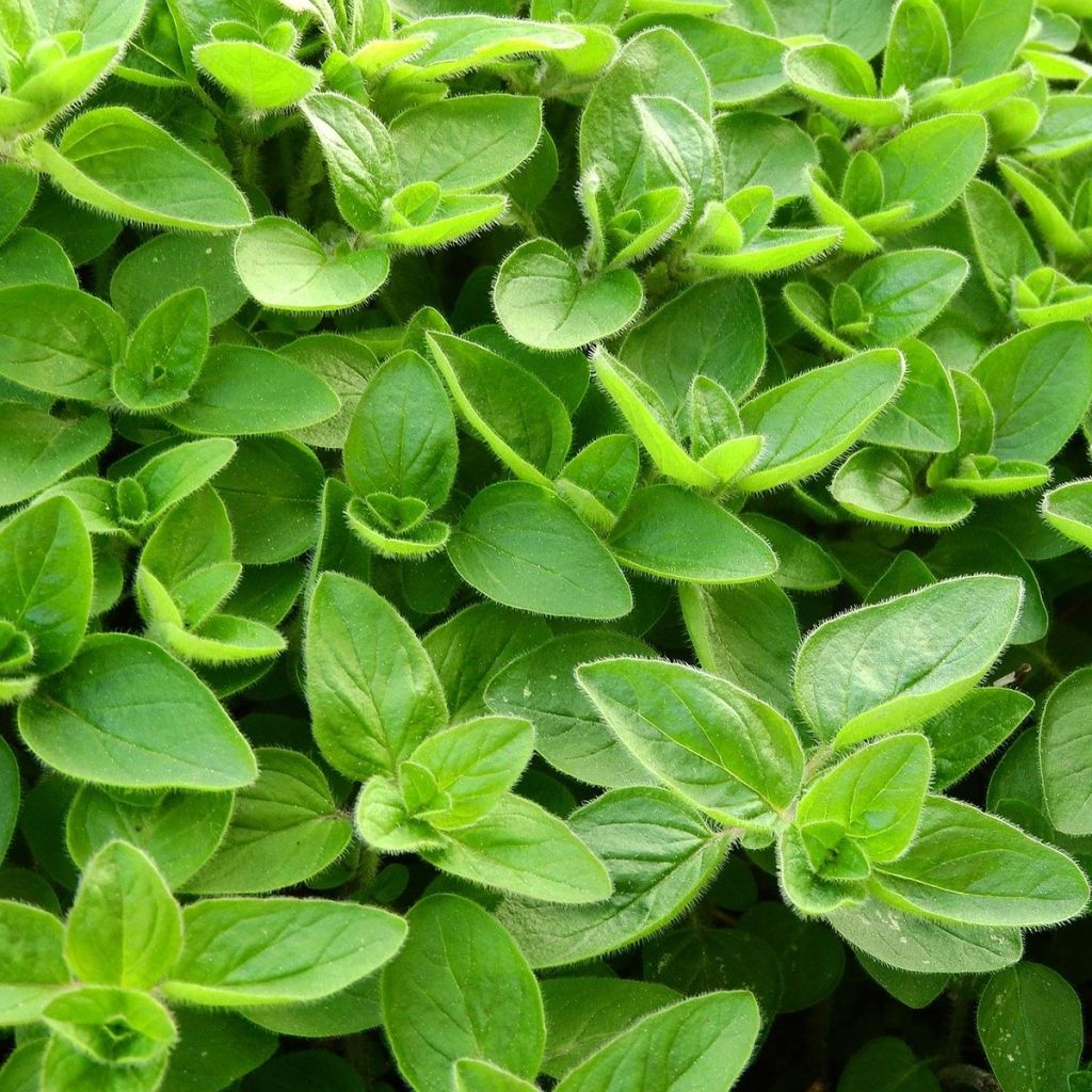 Marjolaine pizza - Origanum majorana en plant