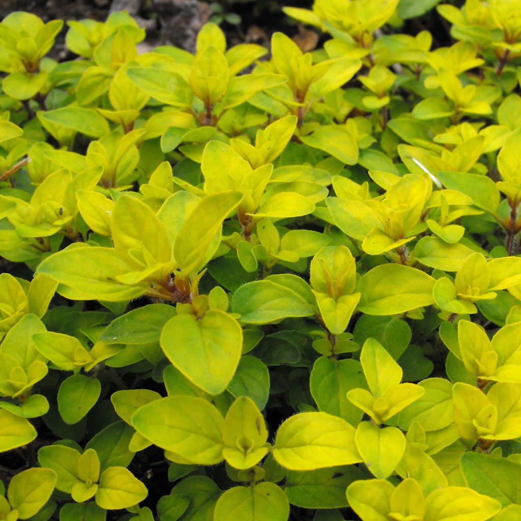 Origanum Norton Gold, Origan