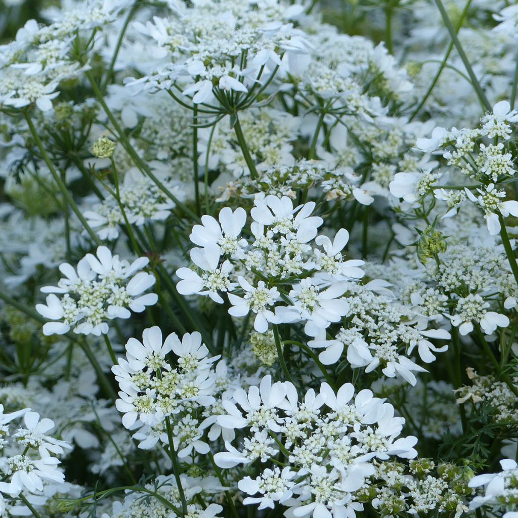 Orlaya grandiflora