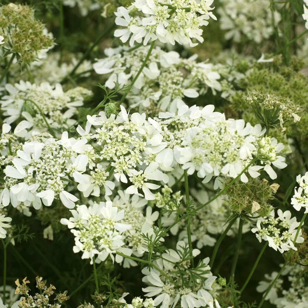 Orlaya grandiflora