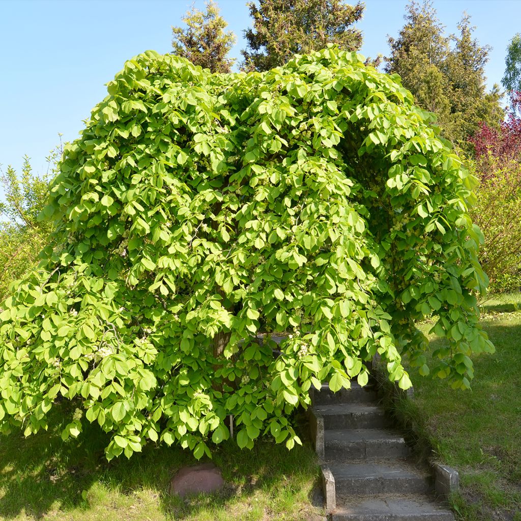 Orme à petites feuilles - Ulmus glabra Pendula