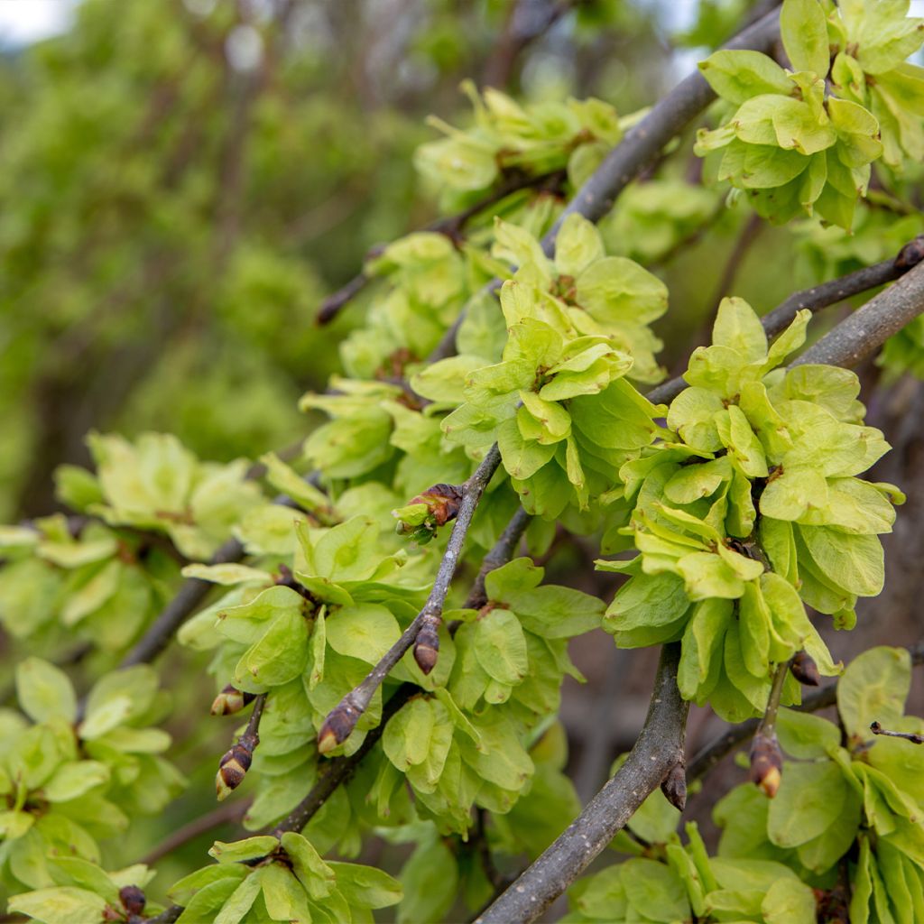 Orme à petites feuilles - Ulmus glabra Pendula