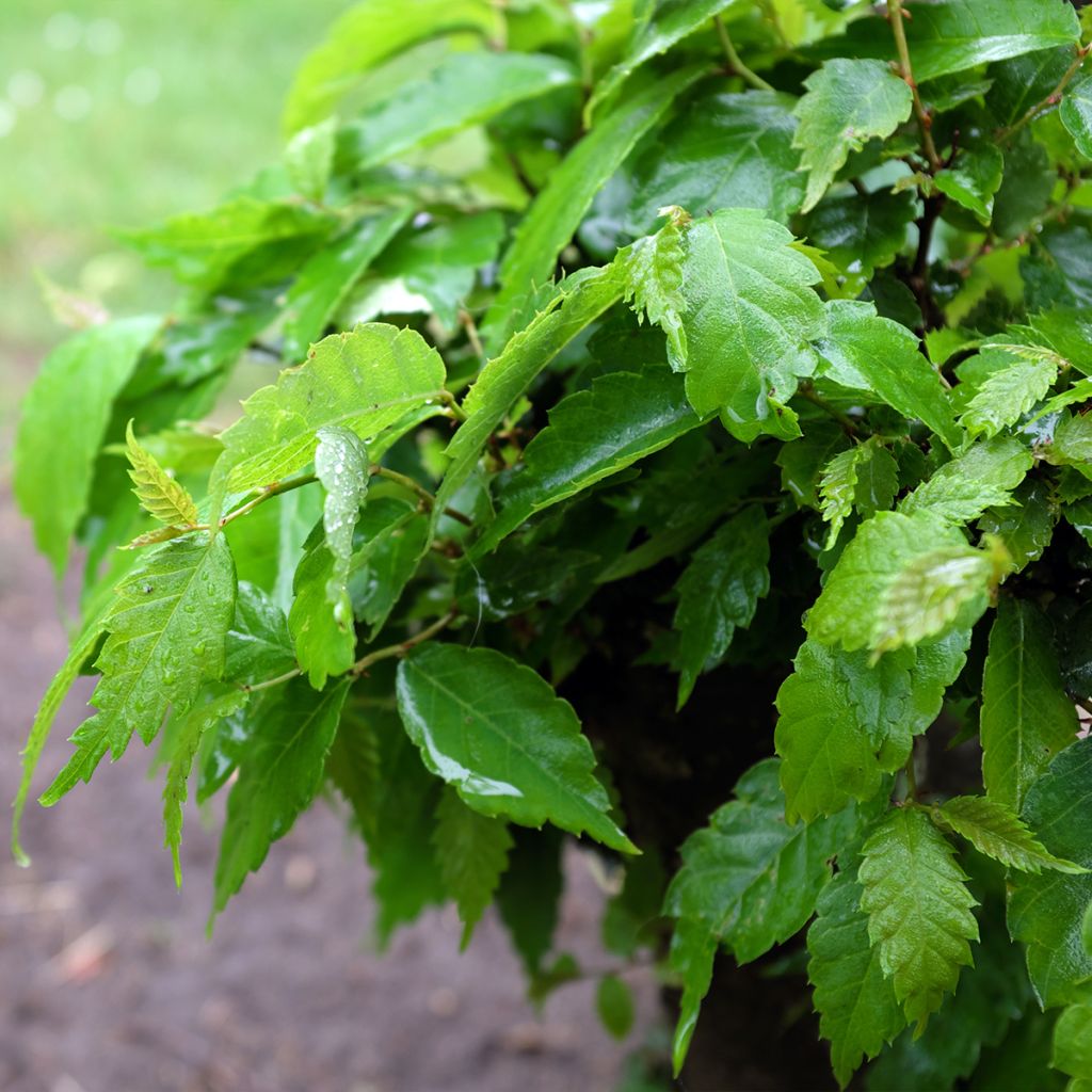 Orme de Sibérie - Zelkova serrata Goblin