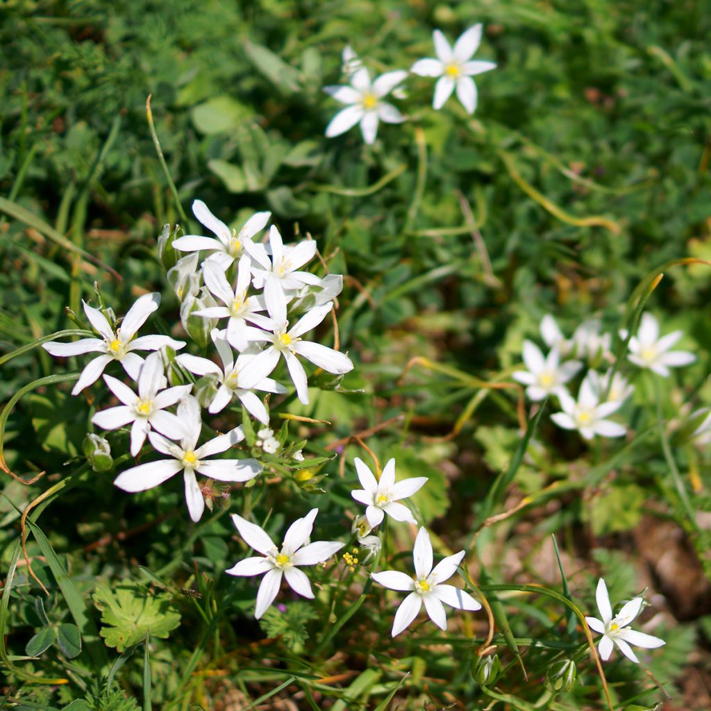 Ornithogale umbellatum - Dame d'onze heures