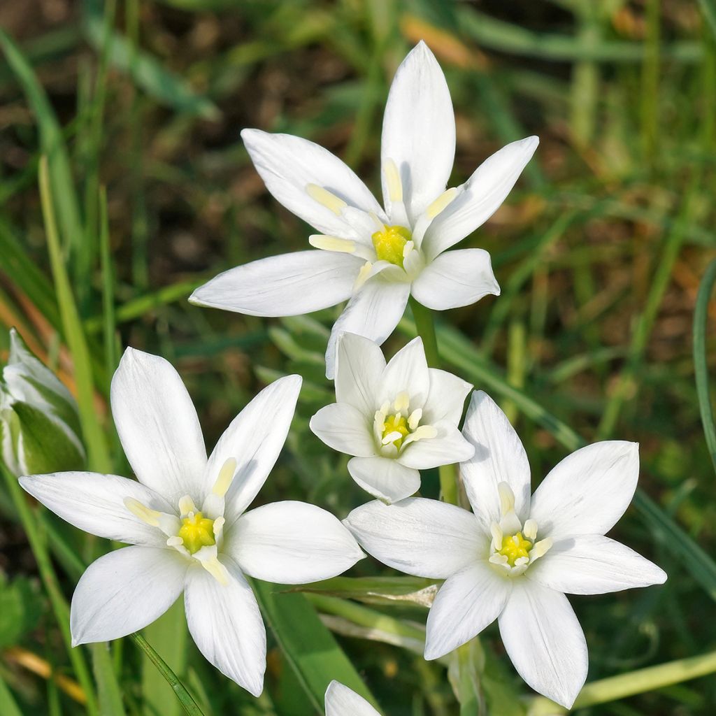 Ornithogale umbellatum - Dame d'onze heures