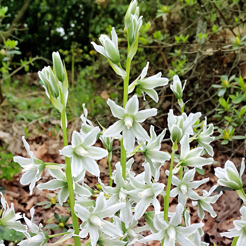 Ornithogalum nutans - Ornithogale penché