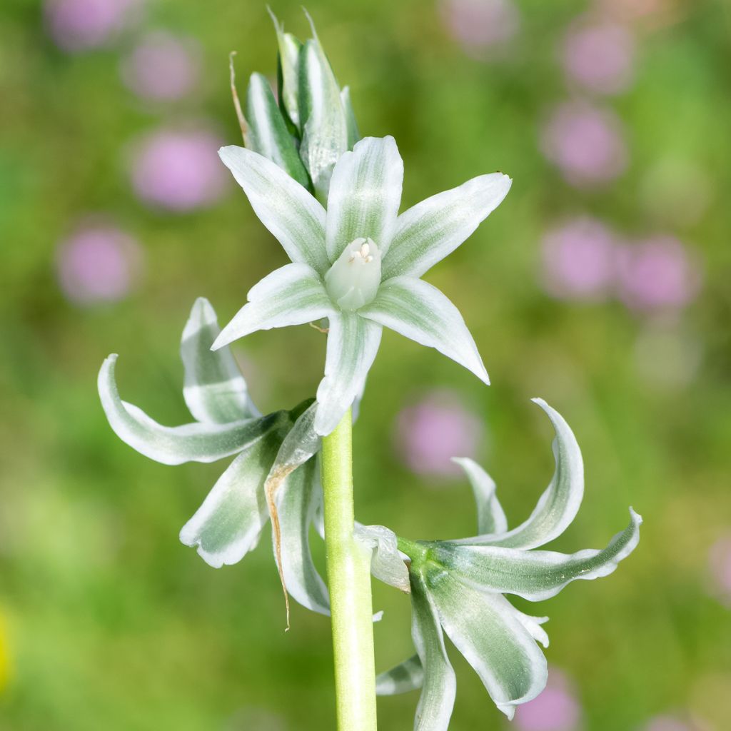 Ornithogalum nutans - Ornithogale penché